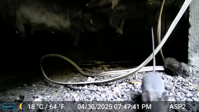 Juvenile Rat + Exposed wires = Trouble